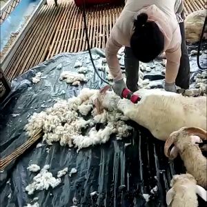 Domba - Kambing - Kuda - Sheep Clipper - Mesin - Alat Cukur Bulu Rambut Alat Cukur Listrik Rambut