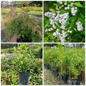 ต้นผักเม็กหรือเสม็ดแดง ยอดอ่อนใบอ่อนรับประทานเป็นผักสดกับน้ำพริกลาบ ก้อย หรือขนมจีน รากแน่นต้นแข็งแรงพร้อมปลูก