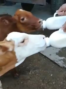 ขวดนมสัตว์ใหญ่ 1L พร้อมส่ง พร้อมจุกนม สำหรับหมา หมู วัว แพะ แกะ