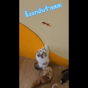 Fussy Boss ฟัสซี่บอส ขนมรูปจิ้งจก ไก่นิ่ม ไม่ใส่เกลือ ทานได้ทั้งสุนัขและแมว, บรรจุ 10ชิ้น/15กรัม