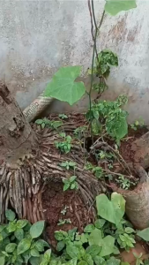 Ambrol Voer Hijau Perontok Bulu Burung Terjamin Ambrol Total Untuk Burung Murai Kacer Anis Dan lainnya