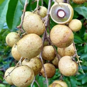 Bibit kelengkeng matalada biji kecil hasil okulasi lebih cepat berbuah