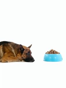 Docile Grain Free Freeze Dried Egg Yolk Chicken Duck 1.5KG Puppies Food/Dog Food/Puppy food/Dog food 1.5kg