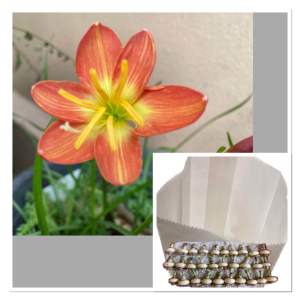 อ.หัวดอกบัวดิน Honey Gold หัวละ 25 บาท