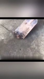 ปลอดหนูตลอดทั้งปี ยาเบื่อหนูแห้ง 300g เหยื่อกำจัดหนู ขนมหนูตายแห้ง เหยื่อกำจัดหนู ยาเบื่อหนูแรง ยาเบื่อหนูเม็ด สารกำจัดหนู ยาเบื่อ หนู พิษหนูข้าวสาลีสีแดง