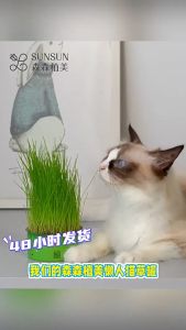 Canned Cat Grass Kit Grass Hydroponic Plant Pot Hydroponic Cultivation of Cat Grass To Help Digest Cat Snack