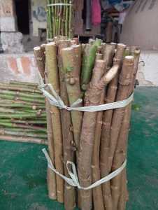 bibit singkong papua berkualitas per 10 batang