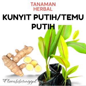 bibit tanaman obat herbal temu putih / kunyit putih siap tanam