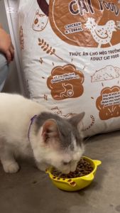 Thức ăn hạt cho mèo mọi lứa tuổi MEATY MEAL túi 1Kg nguyên