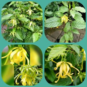 Tanaman hias bunga kenanga kuning wangi murah