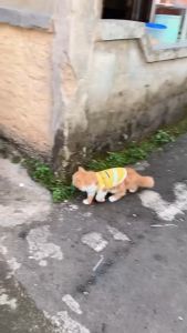 Baju Kucing Lucu Murah Ekspedisi Maxim Cowo Cewe Jantan Betina Aksesoris Hewan Kecil