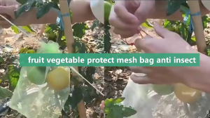 Kantong jaring pembungkus buah Alat Pembungkus Buah  pembungkus buah Alat Berkebun tas jaring Tas benang hadiah - 10/50pcs