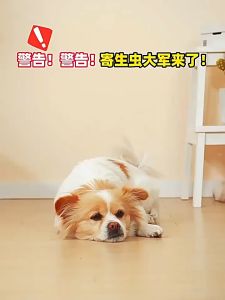 Pet New Land Pet Anti Flea and Tick Treatment 3pcs Dog Cat Tick and Flea Remover