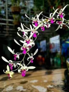 Hoa lan denro bà liễu xưa nắng thơm