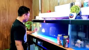 Pelet Pakan Makanan Ikan Koi dan Mas Koki Tokyo Pearl Extreme Protein IKANESIA