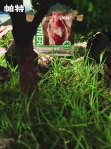 PATE | Complete Nutritional Dried Chicken Quail Cat Food