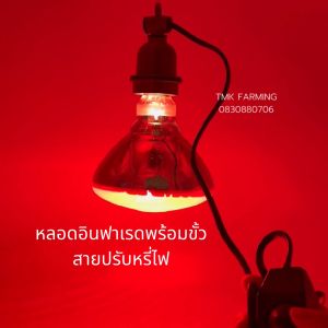 หลอดไฟกกหมู กกไก่ กกนก [หลอดหนา]พร้อมขั้ว[สวิตซ์ปรับหรี่]กกสัตว์