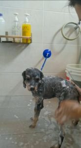 Pet Dog Cat Grooming Adjustable Rope Harness Noose Loop / Suction Hook Hanging