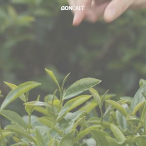 (แพ็คคู่) อูจิ มัทฉะ กรีนที ลาเต้ Uji Matcha Green Tea Latte (1 กก) 2 ถุงฟอยล์