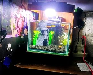 akuarium cantik minimalis full set