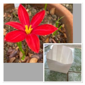 Q.หัวดอกบัวดิน บูฟแดงจีน กลีบเรียว หัวละ 50 บาท