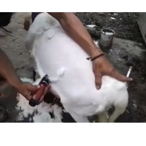 PROMO TERBARU BaoRun P6/P7/P9/P2/S1/K5/C95/CP44/NC4/X3 Alat Cukur Bulu Domba / Mesin Cukur Bulu Hewan Kambing Garut Pet Dog Clipper Eletrik