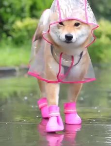Giày đi mưa cho Chó Mèo (Bộ gồm 4 chiếc) mẫu mới - Hara Pet Store