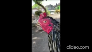 CHINDEX khusus obat ayam ngorok dan flu snoot pilek ampuh original untuk ayam ngorok