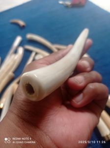 once tanduk rus4 model kupas panjang mulus super