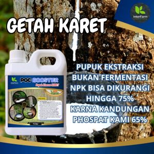 Pupuk untuk Karet: Memperbanyak Getah & Meningkatkan Kualitas