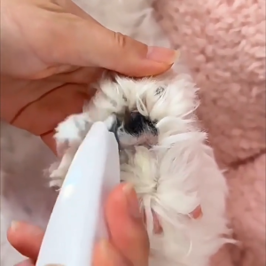 Tông đơ cạo lông bàn chân lông mặt chó Mèo phiên bản cao cấp tiêu chuẩn F5 - Love Pets Shop