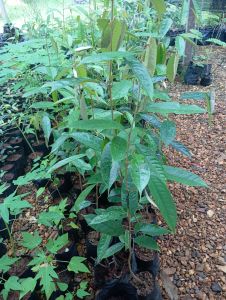 ต้นทุเรียนบ้านที่ยังไม่ได้เสียบยอด สูง 40-70ชม. ชุด10ต้นแถม1ต้น