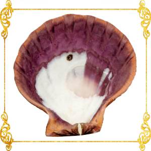 Lion’s Paw | Lyropecten Nodosus | Large Natural Craft Seashell for Home Décor Jewelry Display & DIY 4–6