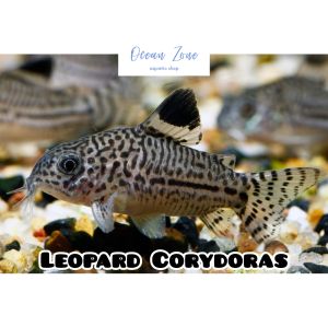 【Ocean Zone】Leopard Corydoras – 2 pcs / 5pcs (Live Fish with DOA)