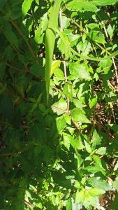 paket bibit kumis kucing isi 3 batang ( kumis kucing adalah tanaman herbal yang bermanfaat untuk kesehatan.. terutama untuk kesehatan ginjal) ayo segera diorder...