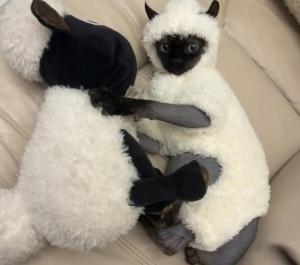 HATELI Cat Costume Fantasia Fun Puppy Costume Hoodie Pet Cats Clothes Masquerade Sweater Pet Disguise Accessories Sheep Cosplay