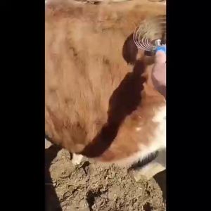 แปรงขนวัว 4วง / 6วง แปรงขนแกะ แปรงขนม้า รับประกันคุณภาพ สแตนเลสแท้ ทำความสะอาดตัว ลดความเครียดให้วัว แพะ