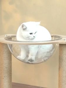 คอนโดแมว ที่นอนแมว หลุมอวกาศแมว ที่ลับเล็บแมว ของเล่นแมว ที่นอนเเมว4เสา พร้อมหลุมใสอะคริลิคและเสาฝนเล็บ ราคาที่นอน