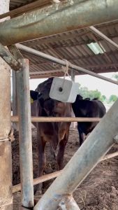 ระบบการดูแลสุขภาพแร่ธาตุเกลือก้อนที่สำคัญสำหรับสัตว์ โค กระบือ แพะ แกะ ทุกช่วงขนาดอายุ AA SALT - RED PLUS + 5 kg