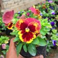 Tanaman Hias Bunga Viola & Pansy Edible Flower Varian Warna. 