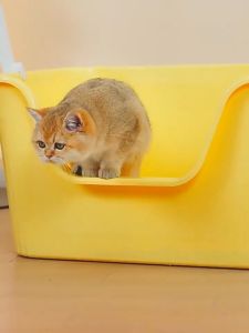 กระบะทรายแมว รุ่นขอบสูง ป้องกันทรายกระเด็นห้องน้ำแมว กระบะทรายแมว ขนาดใหญ่พิเศษ