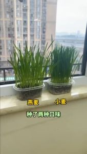 Rumput Kucing Cat Grass Set Catnip Seed Potted Plant Nutrient Soil