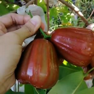 Bibit / Pohon Jambu Dalhari Super Unggul Cepat Berbuah