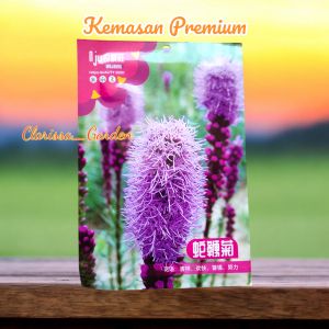(KEMASAN PREMIUM) BIJI | BENIH BUNGA BLAZING STAR ( isi -+250 butir)