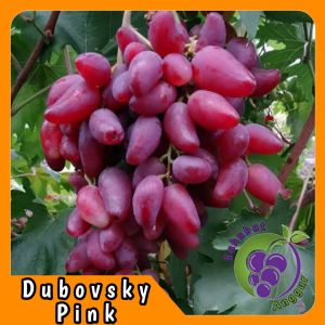 Bibit Anggur Import Dubovsky Pink Grafting Valid Murah Berkualitas