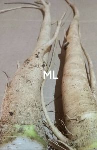 Akar pepaya khusus pepaya gantung 500 gram