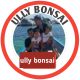 ully bonsai