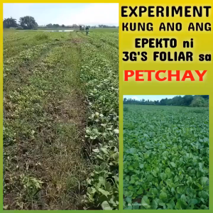 NH 3Gs Foliar Japan Technology Soil Conditioner & Growth Enhancer 4 Liter | Includes Measuring Cup Green/Red