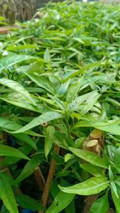 Hoàn Ngọc Trắng ( Đơn 10 Cây Giống)