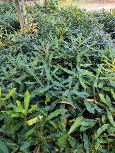 ต้นแมคคาเดเมียแบบเพาะเมล็ด พร้อมปลูก